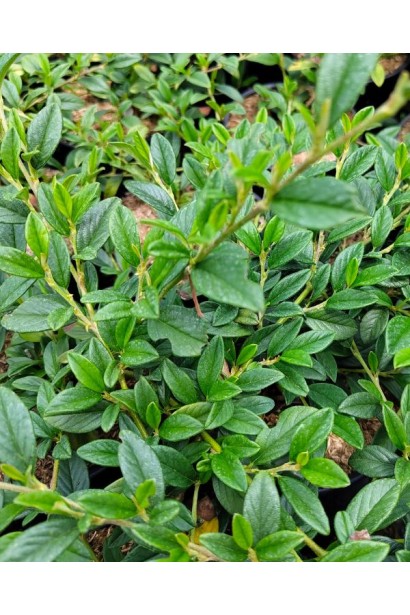 Кизильник иволистный Парк Теппич